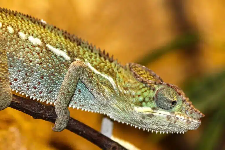 chameleon-200319_1280